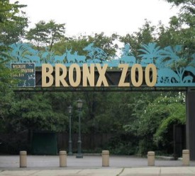 bronx zoo